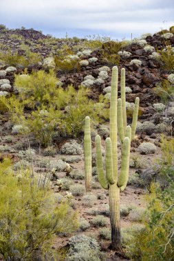 Organ Borusu Kaktüsü Ulusal Anıtı