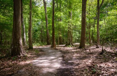 Göl Fausse Pointe State Park