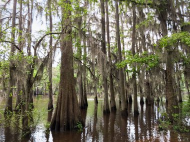 Caddo Gölü State Park