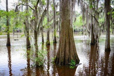 Caddo Gölü State Park