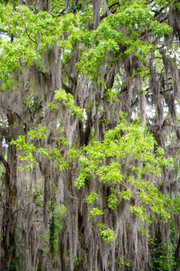 Caddo Gölü State Park