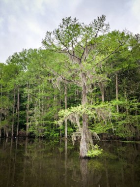 Caddo Lake State Park clipart