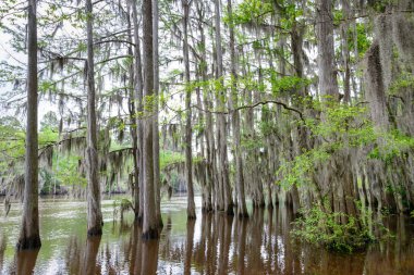 Caddo Gölü State Park