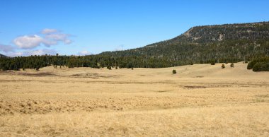 Valles Caldera Ulusal koru