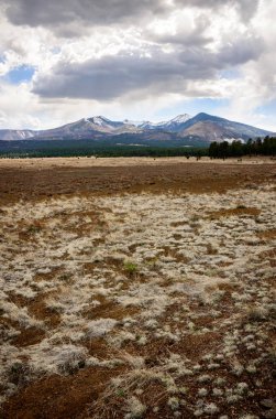 San Francisco Peaks Coconino Ulusal ormanı içinde