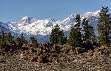 Sierra Nevada Dağları, Inyo Ulusal Ormanı