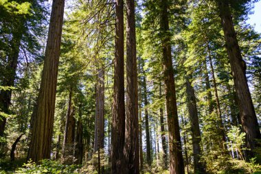 Redwood National Park, International Biosphere Reserve clipart