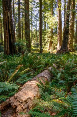 Redwood Milli Parkı, uluslararası biyosfer rezervi