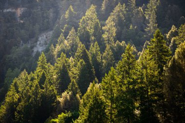 Ancient Forest, Ponderosa Pines clipart