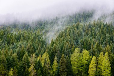 Mount Hood, Multnomah rezervasyon