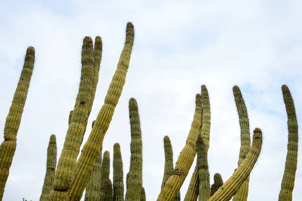 Organpipa Kaktus Nationella Monument — Stockfoto