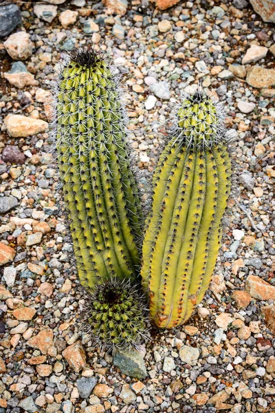 Organpipa Kaktus Nationella Monument — Stockfoto