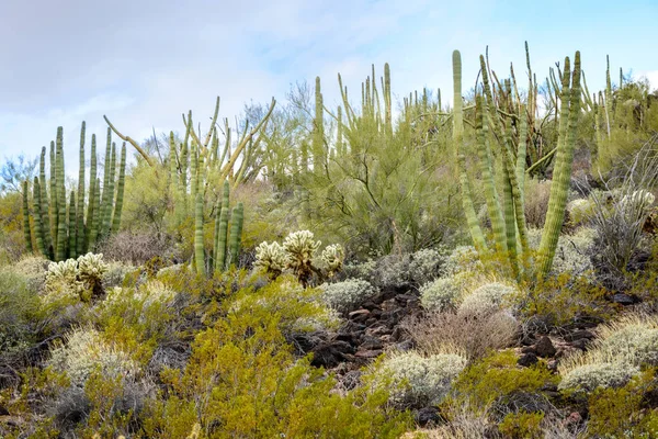 Organo Pipe Cactus Monumento Nazionale — Foto Stock