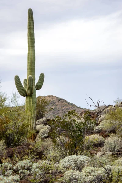 Organpipa Kaktus Nationella Monument — Stockfoto