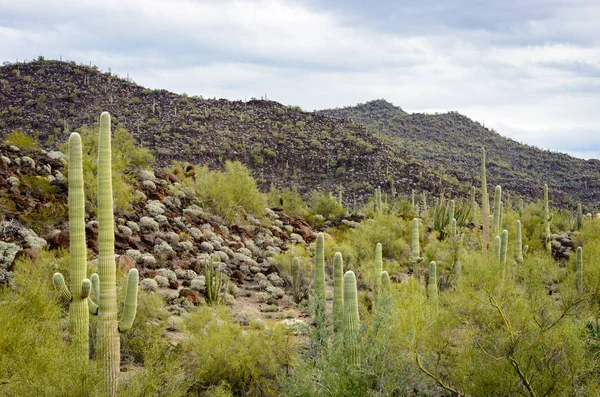 Pipa Órgano Cactus Monumento Nacional — Foto de Stock