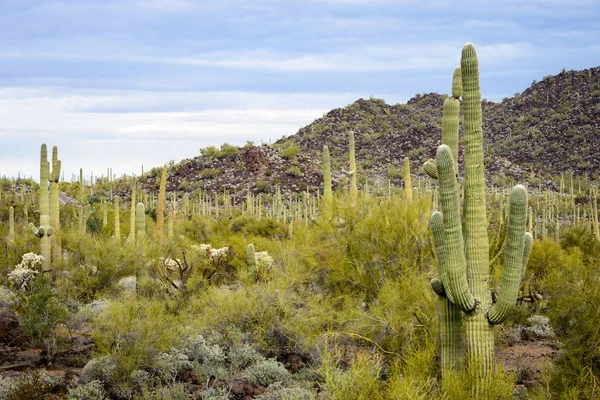 Organpipa Kaktus Nationella Monument — Stockfoto