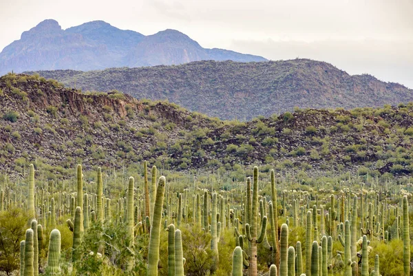 Pipa Órgano Cactus Monumento Nacional — Foto de Stock