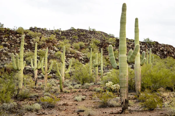 Organpipa Kaktus Nationella Monument — Stockfoto