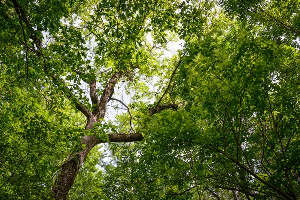 Göl Fausse Pointe State Park — Stok fotoğraf