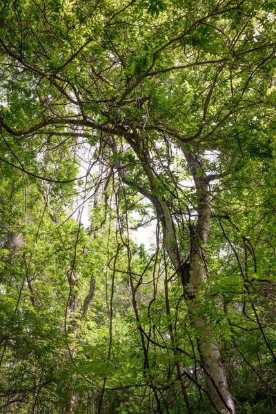 Göl Fausse Pointe State Park — Stok fotoğraf