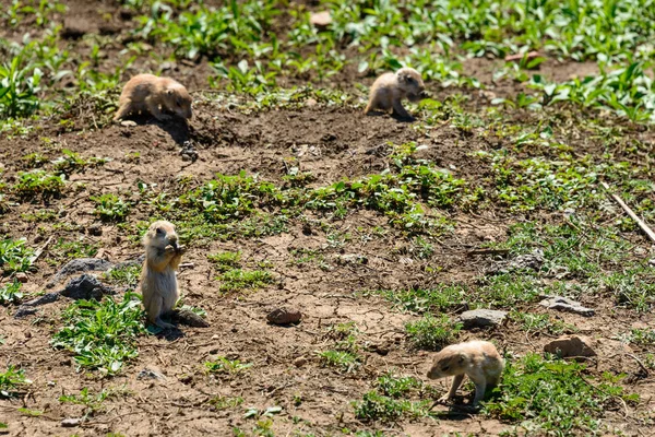 Refugio Nacional Vida Silvestre Las Montañas Wichita — Foto de Stock