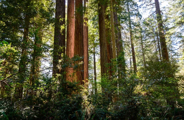 Redwood National Park, International Biosphere Reserve