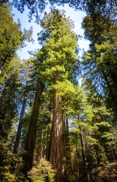 Redwood National Park Internationale Biosfeerreservaat — Stockfoto