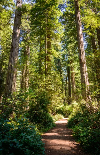 Parque Nacional Redwood Reserva Internacional Biosfera —  Fotos de Stock