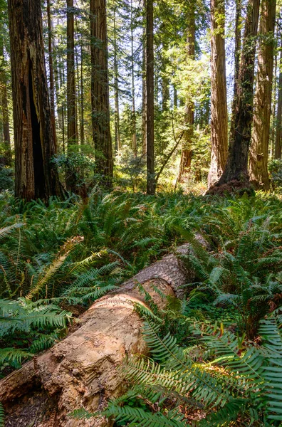Redwood National Park International Biosphere Reserve — Stock Photo, Image