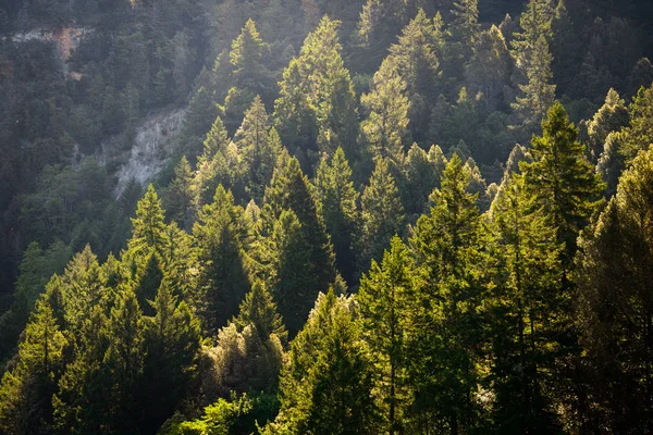 Eski Orman Ponderosa Pines — Stok fotoğraf