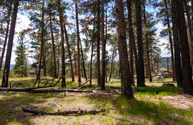 Devils Tower, Black Hills