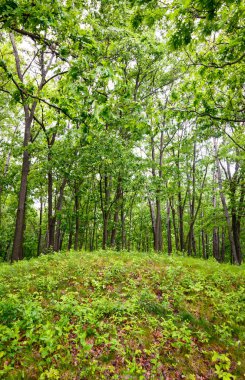 Büst Mounds Ulusal Anıtı