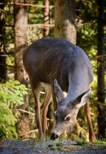 Hurricane Ridge Dans Parc National Olympique — Photo