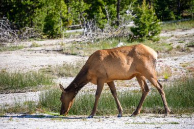 Yellowstone Ulusal Parkı, Wyoming