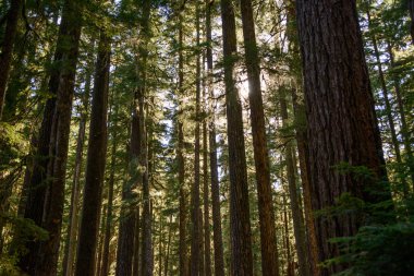 Sol Duc Falls iz Olimpik Milli Parkı'nda