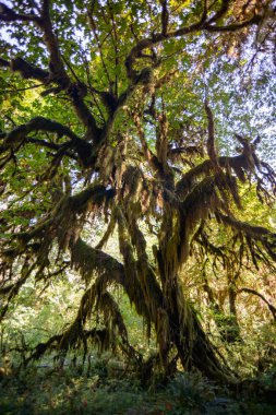 Hoh yağmur ormanlarında Olimpik Milli Parkı