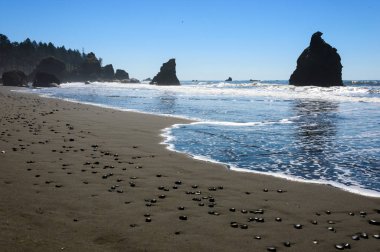 Ruby Beach olimpik Milli Parkı içinde