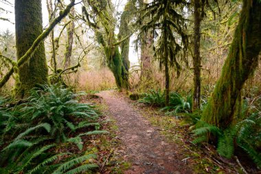 Quinault yağmur ormanlarında Olimpik Milli Parkı