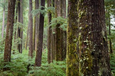 Sol Duc Falls iz Olimpik Milli Parkı'nda