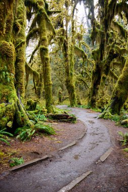 Hoh yağmur ormanlarında Olimpik Milli Parkı