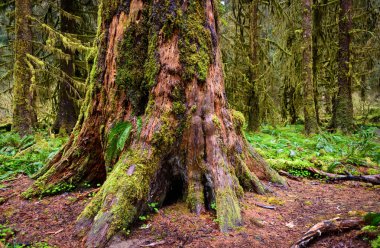 Hoh yağmur ormanlarında Olimpik Milli Parkı