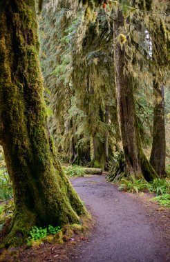 Hoh yağmur ormanlarında Olimpik Milli Parkı