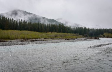 Hoh yağmur ormanlarında Olimpik Milli Parkı