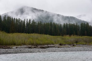 Hoh yağmur ormanlarında Olimpik Milli Parkı