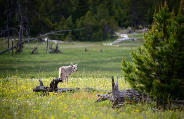 Parc National Yellowstone Wyoming — Photo