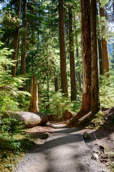 Percorso Sol Duc Falls Nel Parco Nazionale Olimpico — Foto Stock