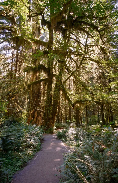 Hoh Rainforest in Olympic National Park