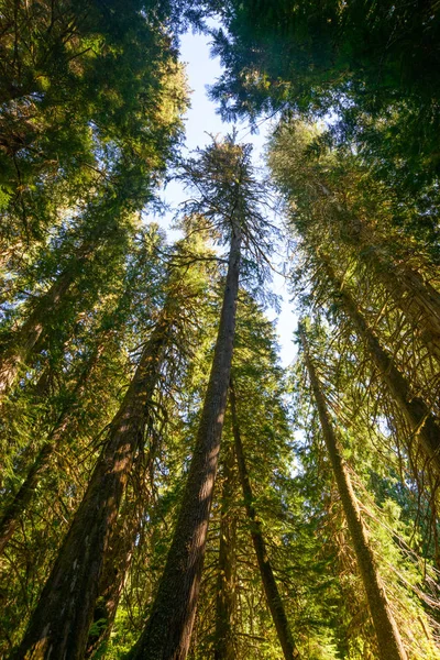 Parco Nazionale Del Monte Rainier — Foto Stock