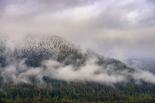 Quinault Yağmur Ormanlarında Olimpik Milli Parkı — Stok fotoğraf