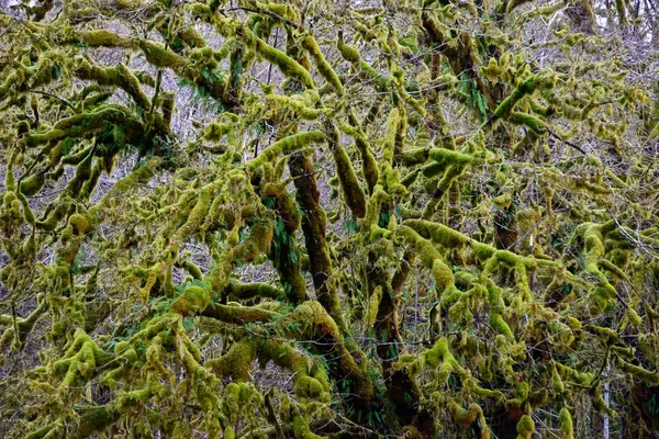 Quinault Rainforest Olympic National Park — Stock Photo, Image